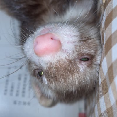 black_fox726's profile picture. 