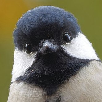 OJu_Ju's profile picture. 哀しみの雪で埋められた現実を流離うミステリーフォトグラファー、人呼んで大鷲のケン🐥生命や自然に感謝しつつ、身近な野鳥や草花をツイートしています・・（＾ω＾）My name is Ken. One day I'm happy, One day I'm mess.