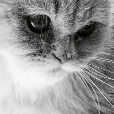 hremail24's profile picture. 1,000 songs made to drown out the voices in your head