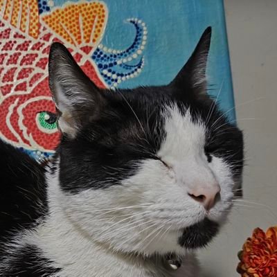 AlexaIsLusty's profile picture. Cat lover, enjoying her life with her 2 cats. Always in need of more cats. Follows cats accs and likes cats posts! 😺🩷