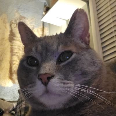 MaryJeurissen's profile picture. Rear Admirals Licorice and Sunny and Majors Jeff and Scarlett and Colonel Monty in Zombiesquad 

RIP Tuffy Fay Wray and Lucky and Freddie Mercury