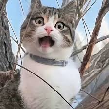 lurenjia3's profile picture. 