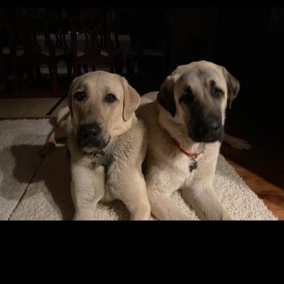 WarriorHorse15's profile picture. loyal