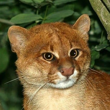 jinfossa's profile picture. Ⓥegan 🔞 ⨺⃝   Polytherian ◤✦◢ Omniqueer Creature 🏳️‍🌈 Z&M Podcast Cohost @ZooAndMe 🏳️‍⚧️ They/Them