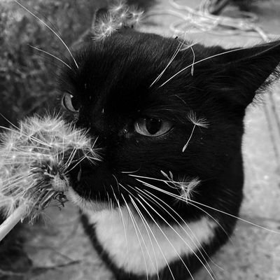 beletrinhas's profile picture. | 🪲 : seja bem-vinde ao meu perfil!
→ saiba mais sobre mim em meu carrd!