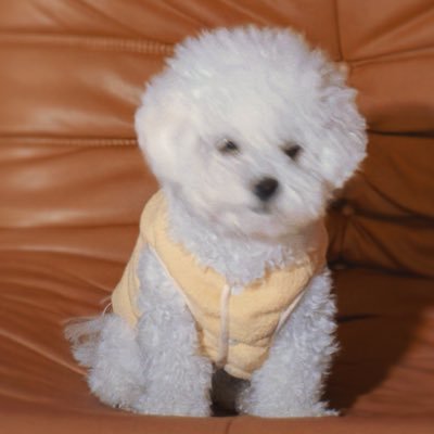 Doraemon_TUZI's profile picture. 人生就是用各种方法 去践行对生命的热爱/保持温热感/有些人有嘴，但是没脑 /线下不面基