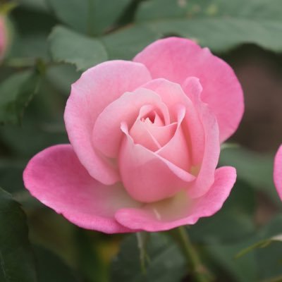 Lustfulhailey's profile picture. I love to enjoy life