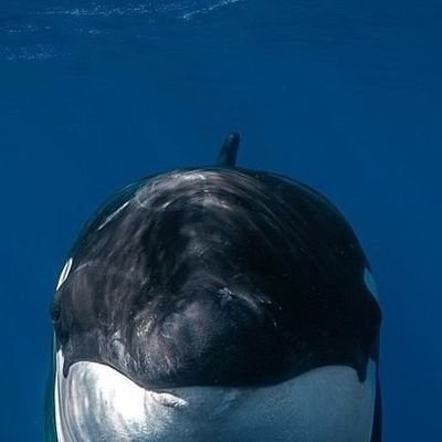 cetauceti's profile picture. @cetasung, but more orca

(ignore the ugly ass layout I'm lazy)