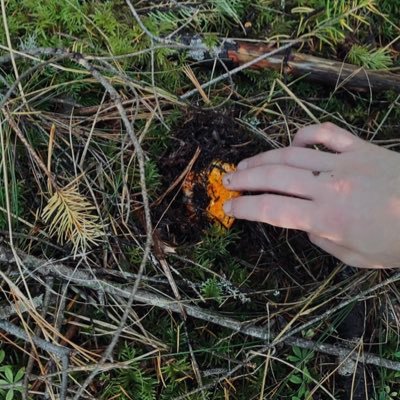 BlueBooker75870's profile picture. 𝙱𝚘𝚝𝚊𝚗𝚒𝚌𝚊𝚕 𝚙𝚛𝚎𝚜𝚜 & 𝙱𝚘𝚘𝚔𝚎𝚛𝚢. 𝙻𝚘𝚜𝚝 𝚒𝚗 𝚝𝚑𝚎 𝚏𝚘𝚛𝚎𝚜𝚝. 𝙱𝚘𝚐 𝚎𝚝𝚎𝚛𝚗𝚊𝚕. 𝙲𝚞𝚕𝚝𝚞𝚜.