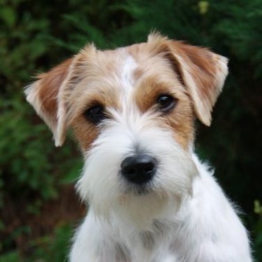 _wurll's profile picture. バッドドッグ ‼