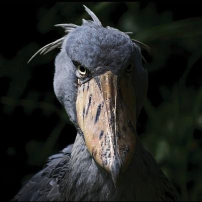 sasquatch_god's profile picture. got suspended, temporary alt lol