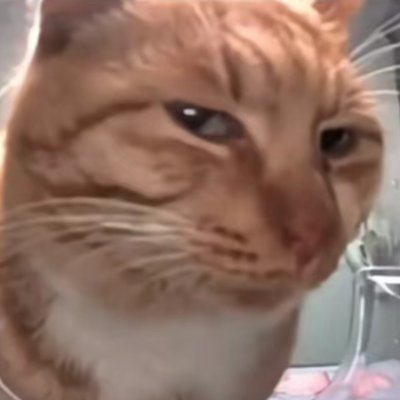 pnl233's profile picture. 😺web3新鲜哥 | 💻Developer | 🔧差生工具多 | 🔆Sahara #001406 $CC