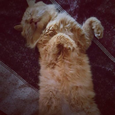 SilasPapworth1's profile picture. 🔻  13  |Graphic Designer|  🔸