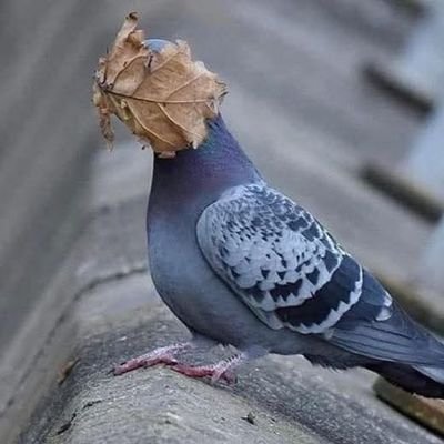 NotFromRussia's profile picture. 