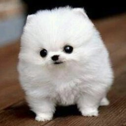 パテラの黒豆柴はなKamil Profile