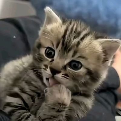 sourhybiscus's profile picture. i like cats and photography | will follow anyone who can draw so be prepared