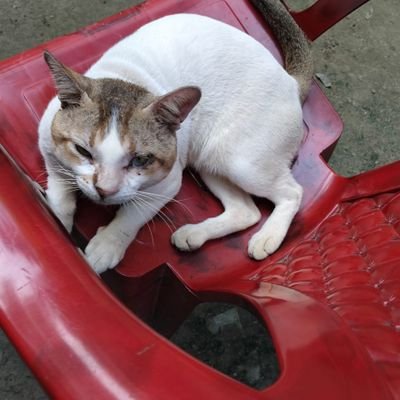 ShakibRayhan13's profile picture. YT78EYWS