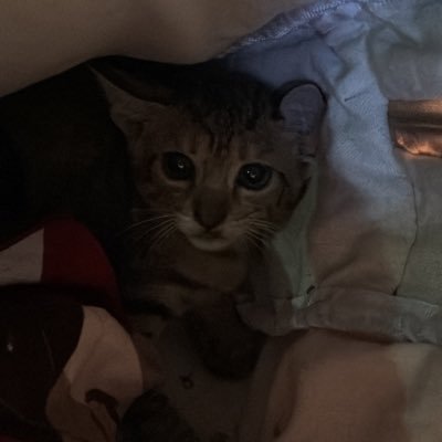 cyberrbilli's profile picture. | ॐ | 1111 | बदमाश हूँ। Meowtaverse |