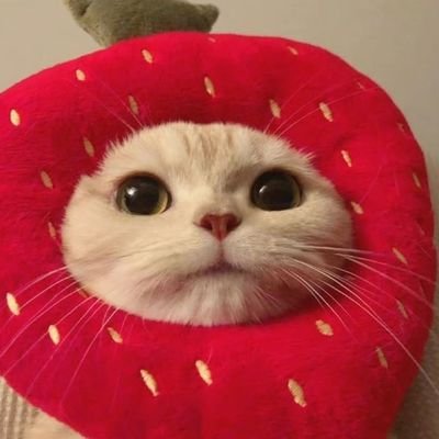 harlimity's profile picture. ela/dela

um animal fluido.