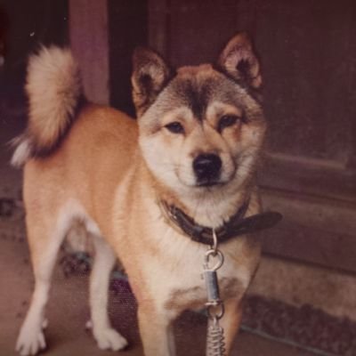 saitofitness's profile picture. 希望皇ホープ
オノマトホープ