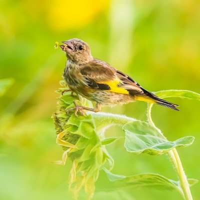 garsudha12's profile picture. 