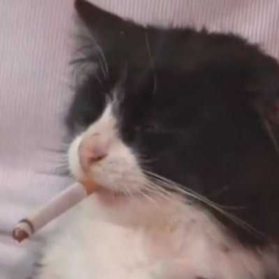 yogenki's profile picture. twitter famous