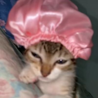 gatinhodlc's profile picture. Come Chorando Da Sorrindo de Futebol e Regatas | gestão ambiental - eachuusp