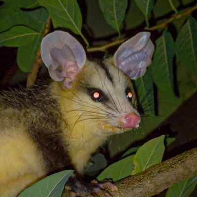 Saurobiont's profile picture. ☭🚩/Free Palestine🇵🇸/📸 Wildlife Photographer/Autistic🧩/Atheist⚛️/Biology Enthusiast🧬/18y