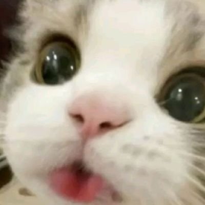 ppeachbf_'s profile picture. บฟ (20🔺) ; Multi fandom🌼✨TH/Broken EN , part time writer – #วันนี้เบบี้บฟเวิ่นอะไร #เหมียวหง่าวแปล ♡ I MEOW U 🔮🗡️🐑☯️🛸♦️🎫❄️🫖🐢🌸🦆🐰♡