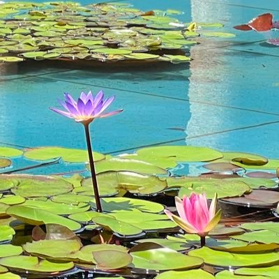 Ref34R's profile picture. モタスポ勉強中です。F1: 🇯🇵🇬🇧