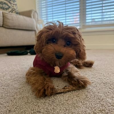 AdorablePups40's profile picture. Adorable Puppies Available for Adoption send me a message for more info