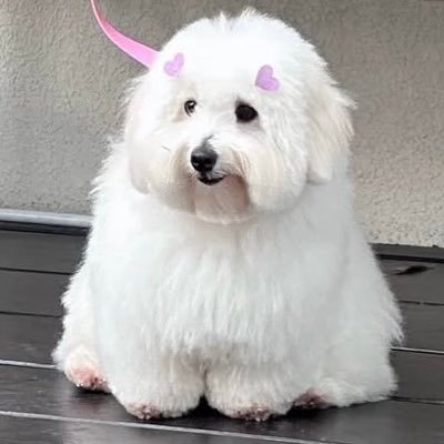 mc_rruka0's profile picture. i post random things💭 9779/💚💖