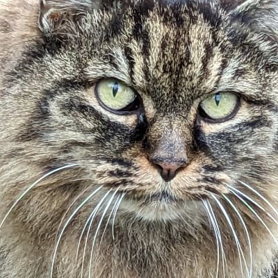 PIKEPIKE_10's profile picture. それぞれが無意識に差別をしていないかを自問することが当たり前の世界に。 #猫の生活が第一