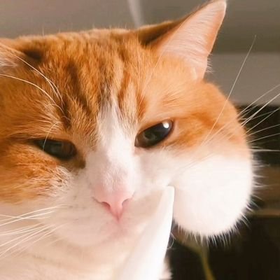 ochamarusan0126's profile picture. おもちなほっぺのおちゃまるさんです。もっちもちです。飼い主のパパ氏がつぶやきます。
Instagram、tiktok、youtube、公式グッズのリンクはこちら→https://t.co/z4uScEbM5v