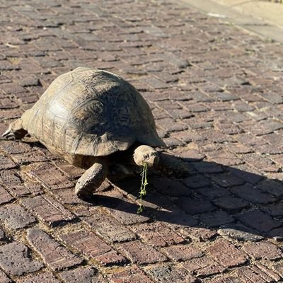 The_TrueMaximus's profile picture. No Guts no Glory