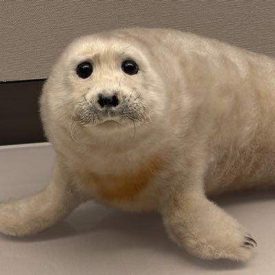 ML_HypeBoy's profile picture. Deep Learning, Probabilistic Robotics, Autonomous Driving.