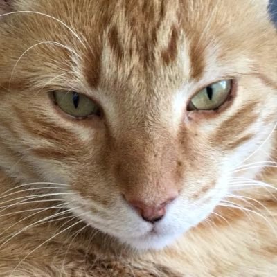 Kirrinays's profile picture. 