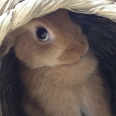 weeklymozelle's profile picture. M4I | She/they | PROSHITTERS DNI | comms closed