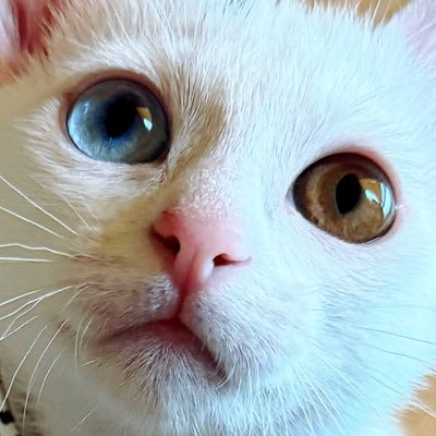 310Kamui's profile picture. 茶トラのましゅ♀弟分の麻呂♂期待の新人チョコ♂さらなる強力ルーキーMINTさん︎︎ ♀プロフ見たってことはチャンネル登録お願いします▶ https://t.co/QsmueG7v1E