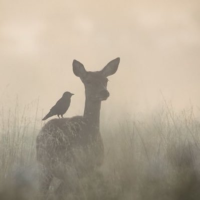 alkamelyghala's profile picture. الكلمة الطيبة صدقة