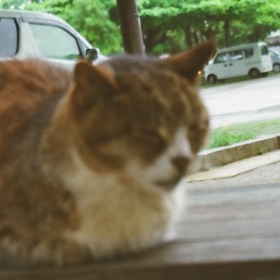 LiuMei29391's profile picture. 