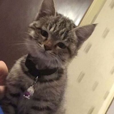 Mr_furrycat's profile picture. Trader and investor of $btc and altcoins