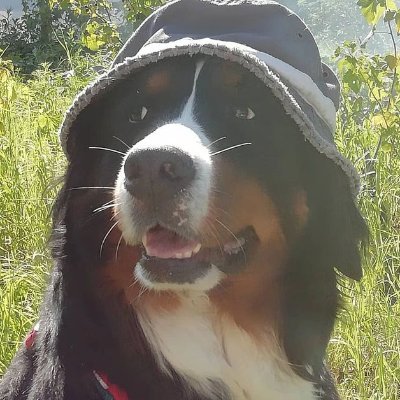 servalsleisure's profile picture. i go by holly n ledo | 17