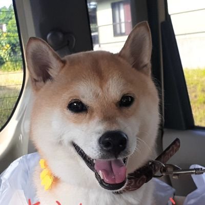 thesunthemoon18's profile picture. 将棋、物理、数学、柴犬が大好き😊
羽生善治先生を尊敬しております😍👍
よろしくお願いします😊