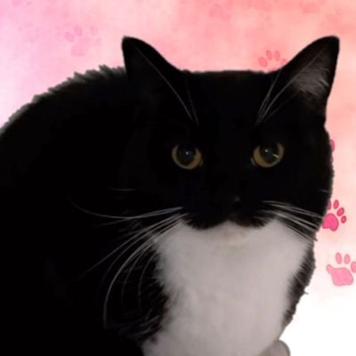 GasterDoggo's profile picture. Use code: GASTERDOGGO in the Fortnite Shop!
//========================//
• I Make Dumb Concepts
• Artist
• 21 Years Old
• Esp/Eng 🇲🇽