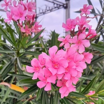 Pvn210131's profile picture. 