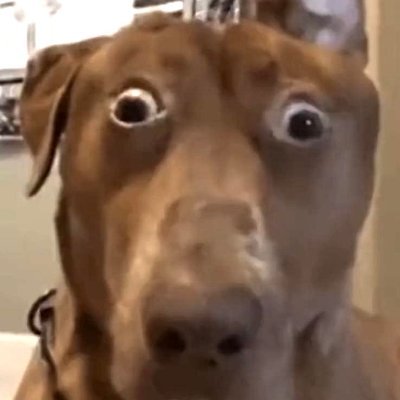 dogs_hit_games's profile picture. I mostly repost indie games I like and one day hope to make my own.