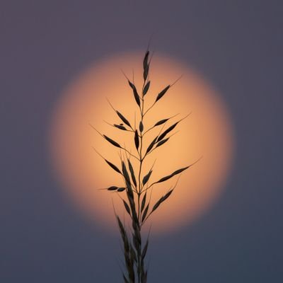 xgulbahar88's profile picture. 