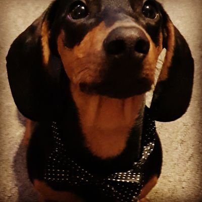 SpotTheDog100's profile picture. 