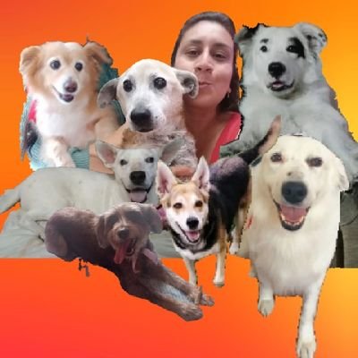 Peluadopres's profile picture. Soy Karolina y ellos son mis peluditos rescatados, cada uno con una historia diferente y todos con un mismo fin lograr encontrar un hogar definitivo. Adopta ♥️